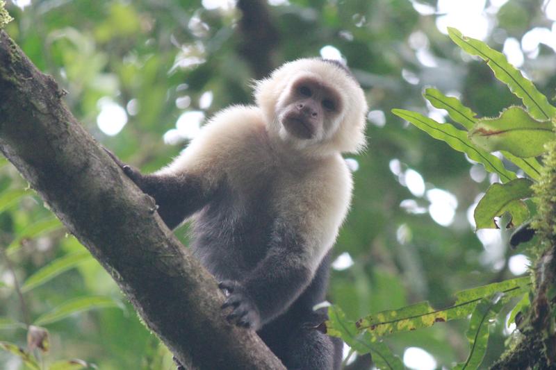 DIA 10: RIO CELESTE - DE TORTUGAS Y PEREZOSOS. COSTA RICA 2019 (9)