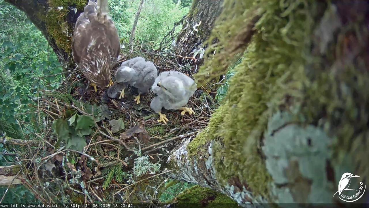 Melnās klijas (Milvus migrans) Kurzemē_ peļu klijāni (Buteo buteo) 12-48-57 screenshot