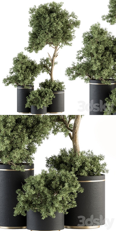 indoor Plant Set 344- Tree and Plant Set in pot