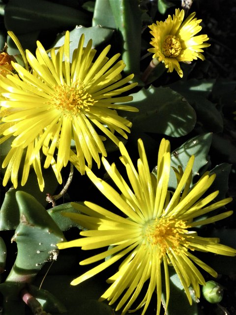 JARDIN BOTANICO-13-4-2013-MADRID - Paseando por España-1991/2023 (113)