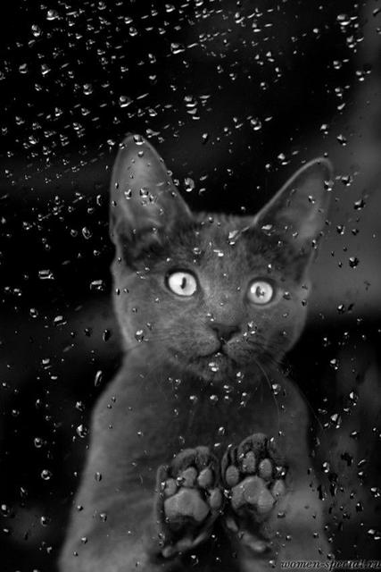samedi 24 novembre IMAGE-CHAT-JOUR-DE-PLUIE-F-X