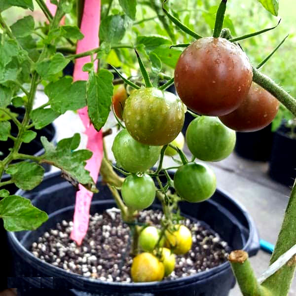 Heirloom Tomato Plants Growing Tips Get Easy Do easy
