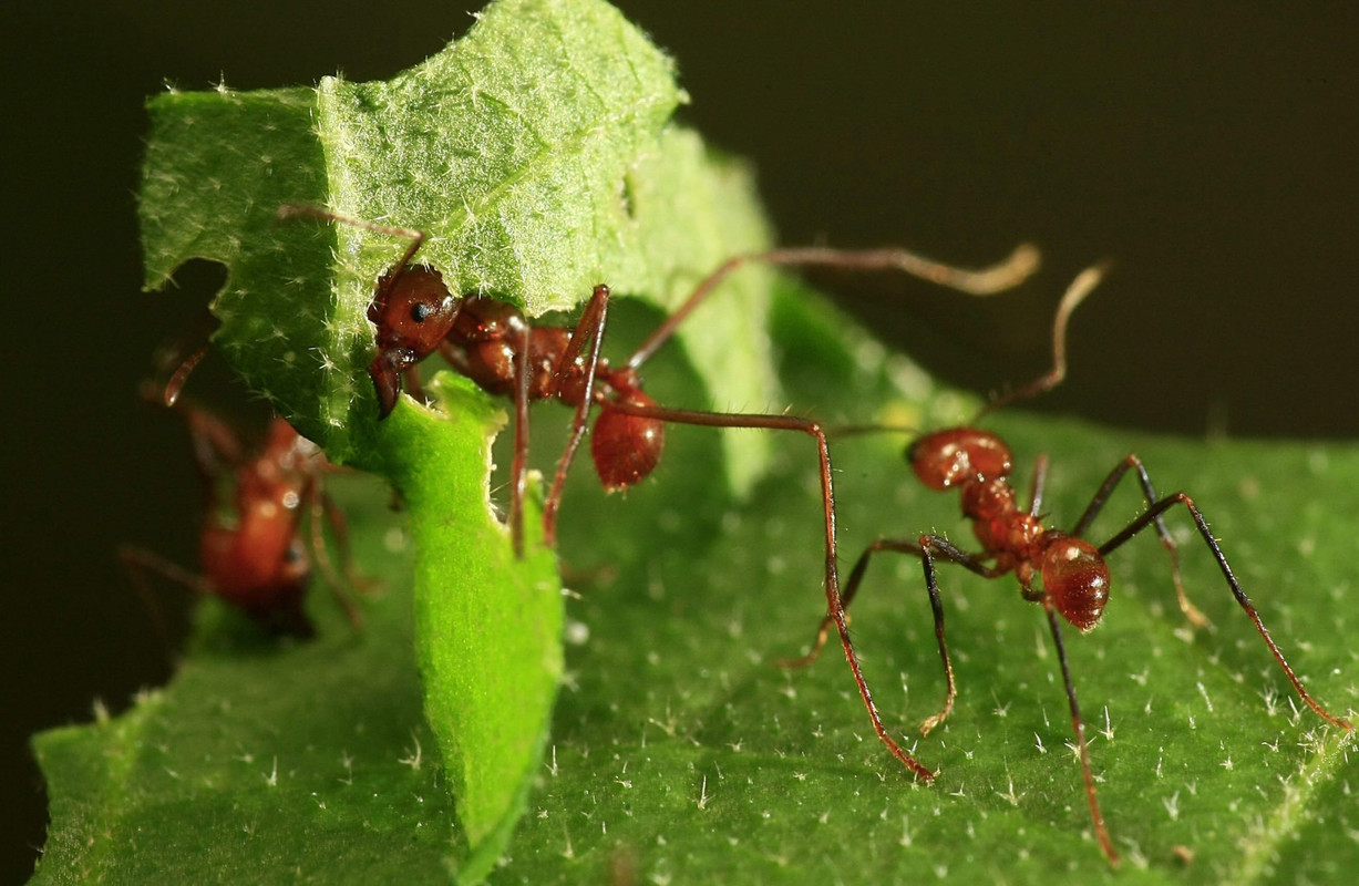 ¿Cómo eliminar las plagas de hormigas? Salva a tu huerto