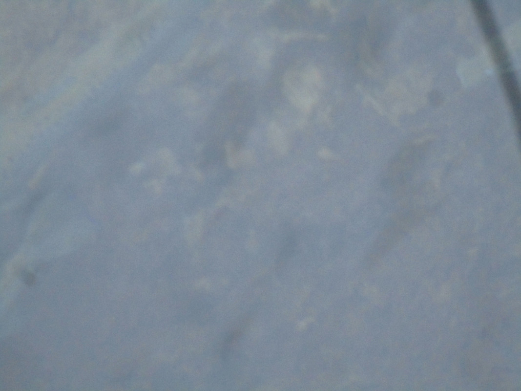 spawning salmon 013