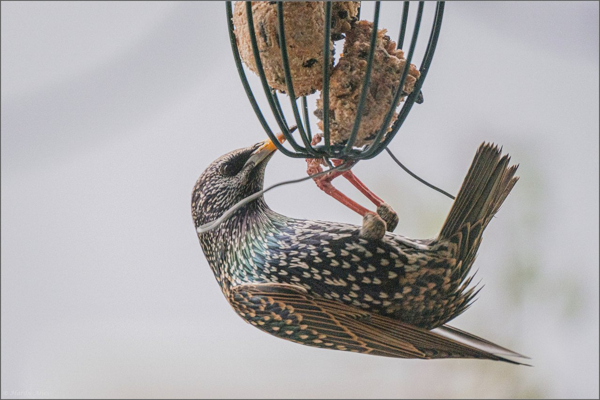DSCF1639 2021 Vögel und Natur LR ERWZ FB