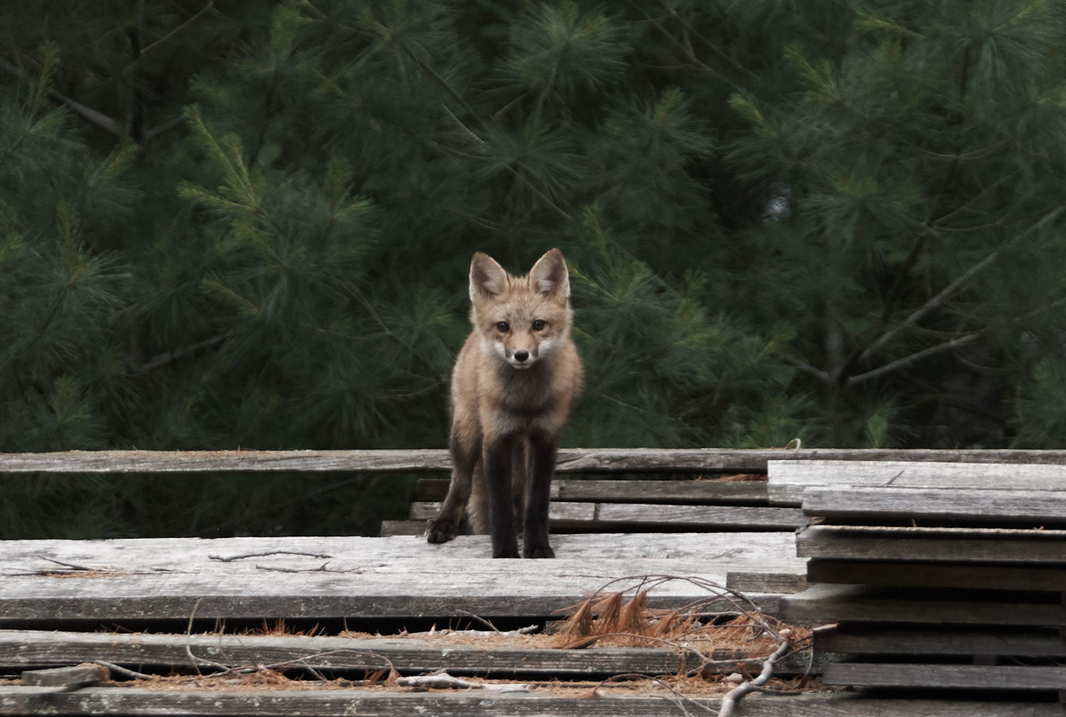 fox123 1