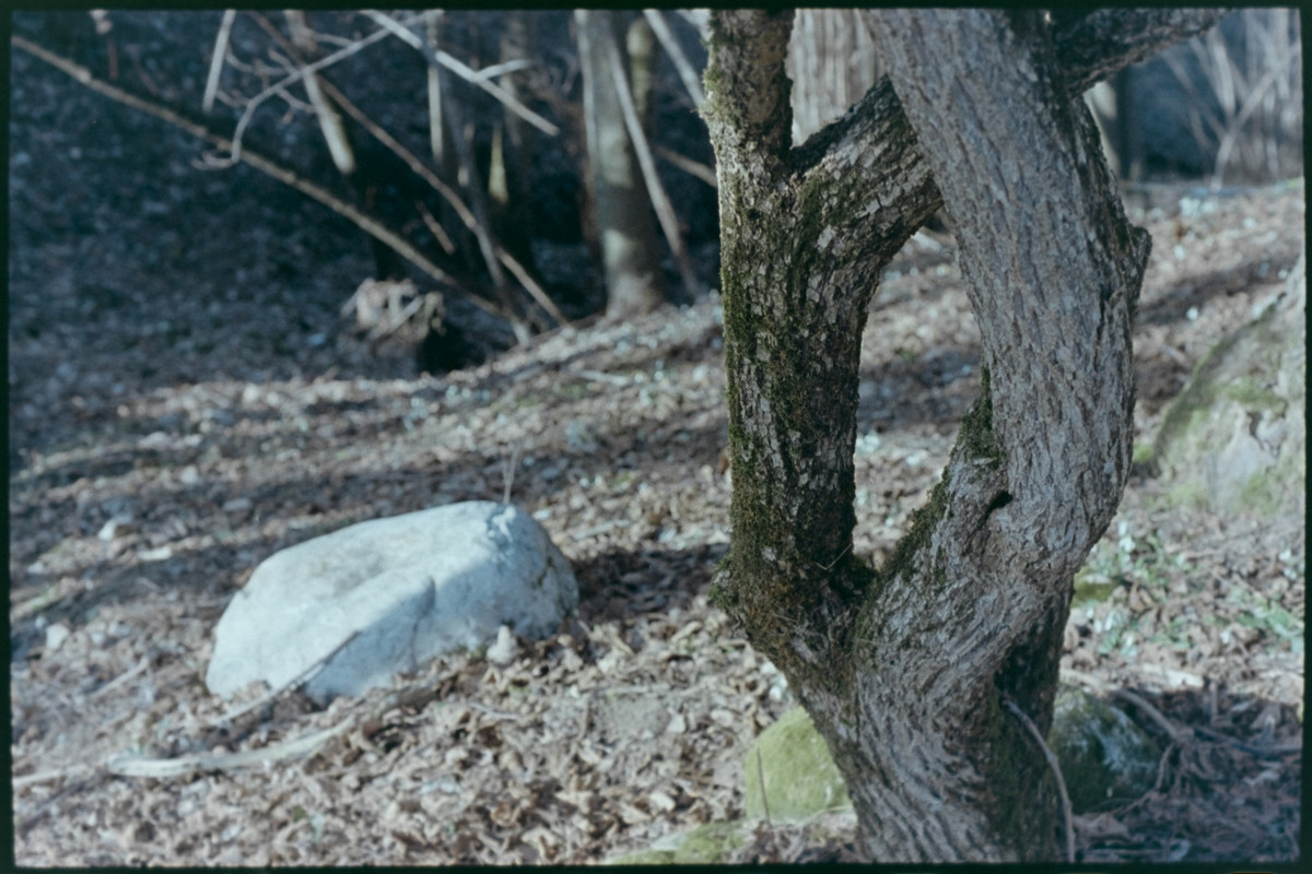 Nikon FM2n_Nikkor micro 55mm_10feb2022_10 (1280x853)