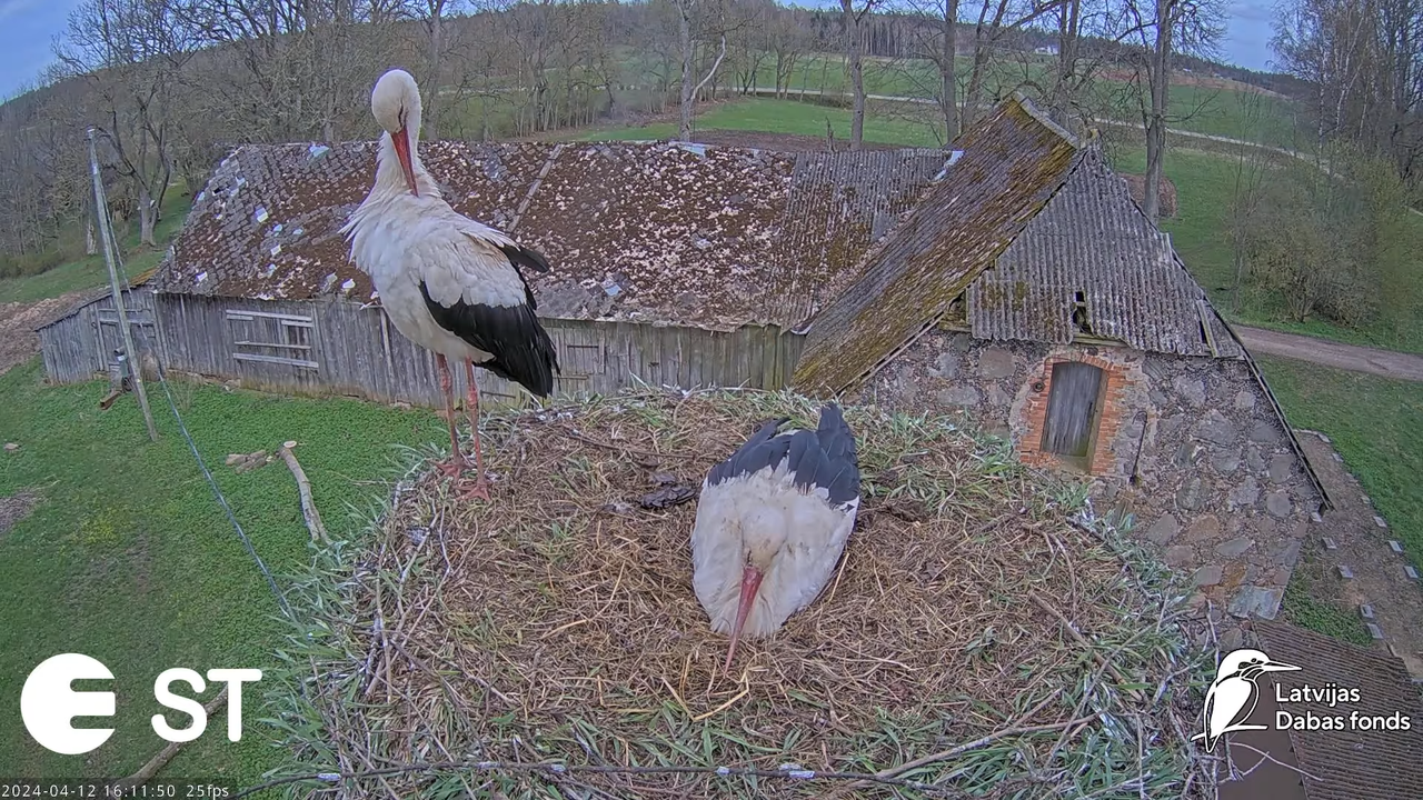 Baltie stārķi (Ciconia ciconia) Tukuma novadā - LDF tiešraide __ White storks in Tukums, Latvia 12-1