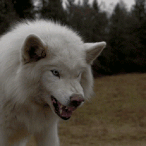 ezgif-3ab01333a28447.gif