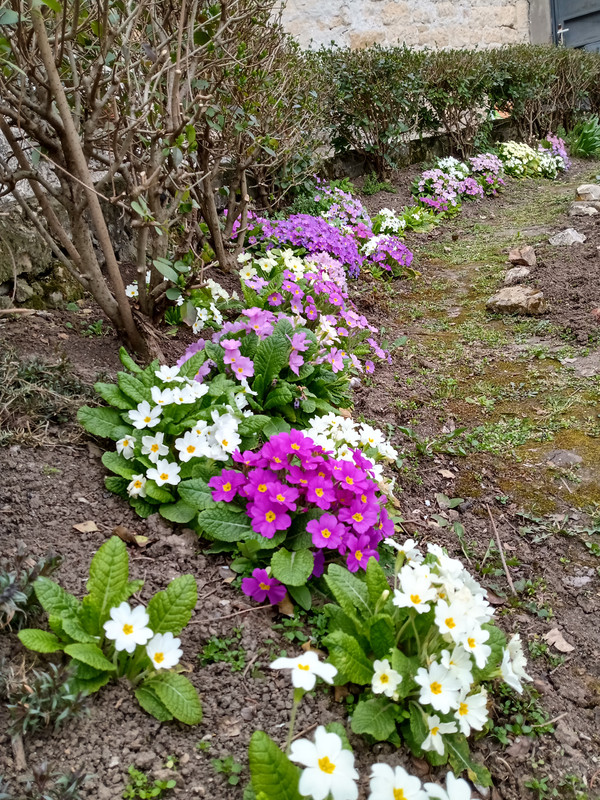 Иглика(Primula) - Page 122 - Форум HobbyKafe.com