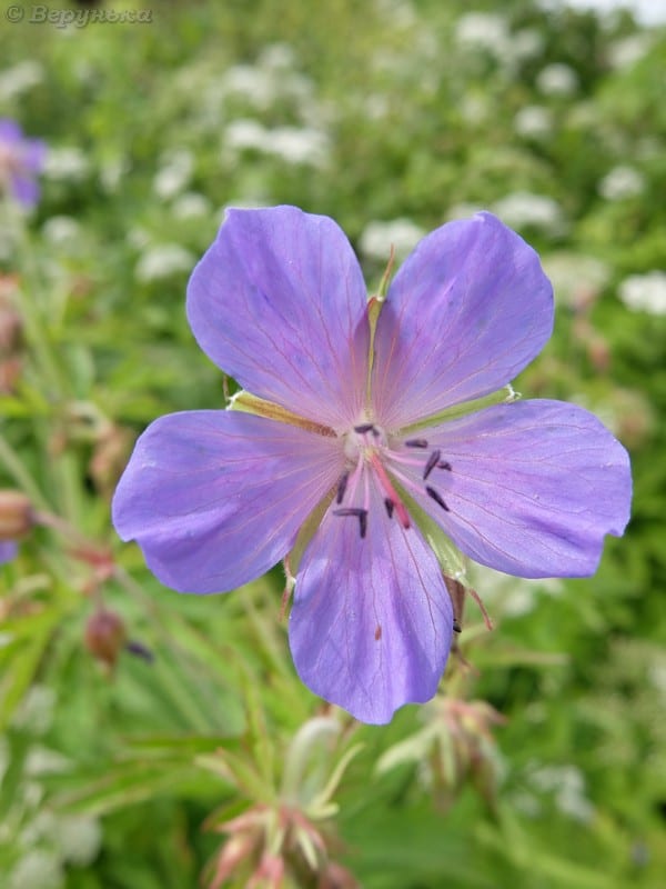 DSCF8544
