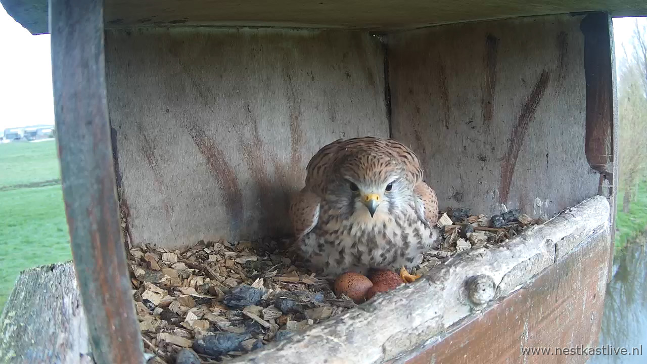 TV NKL 2 V rolt 3e terug in beeld