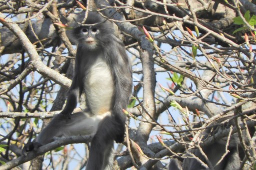 German Primate Center (DPZ) merilis foto pada 11 November 2020, primata yang baru ditemukan bernama Popa lutung (Trachypithecus popa) terlihat di cabang pohon di Gunung Popa, Myanmar.