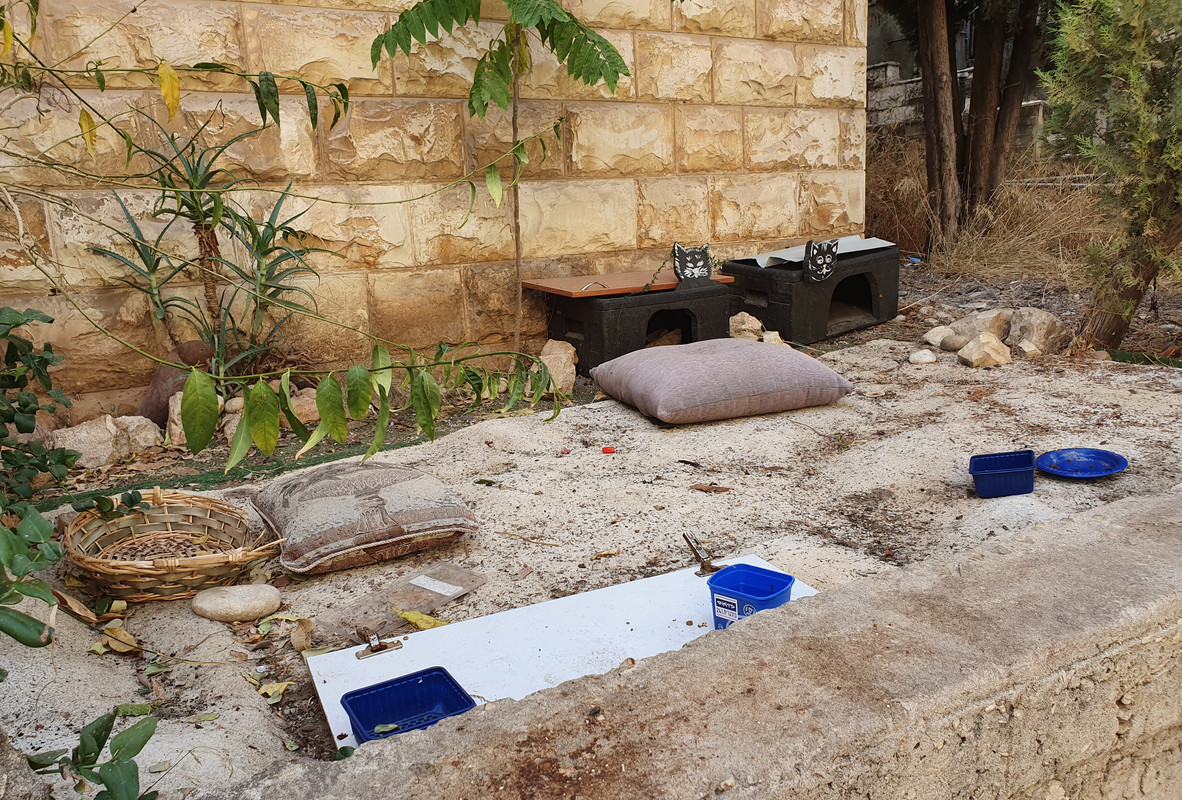 Кошачий уголок на улице Хайфы