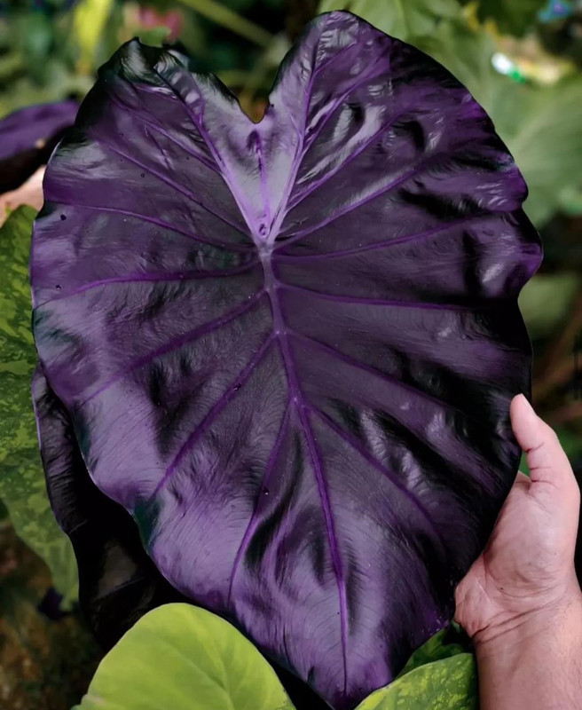 Black Elephant Ear Plant