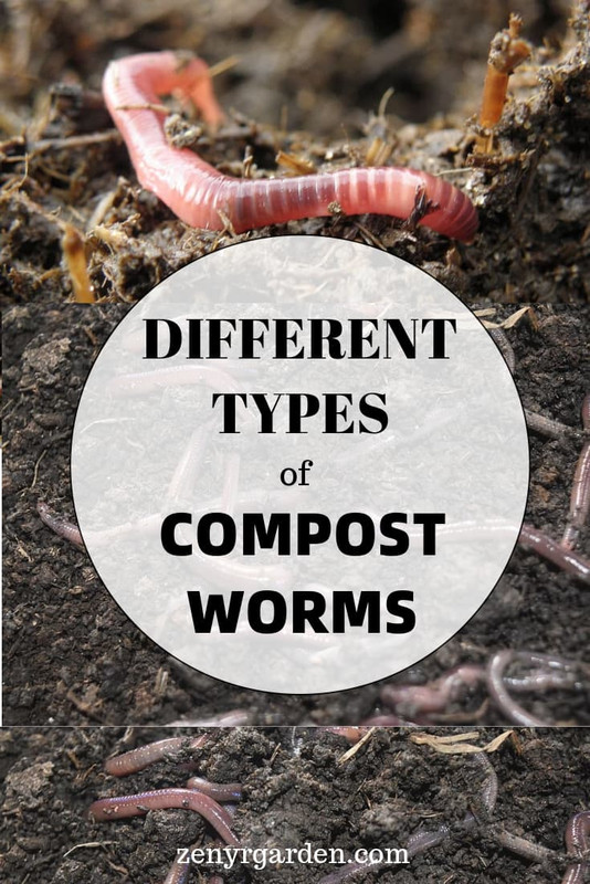 different-types-of-compost-worms-pin.jpg