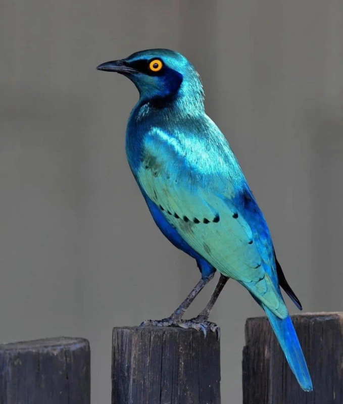 greater-blue-eared-starling-v0-xc9x49m7limh1.webp