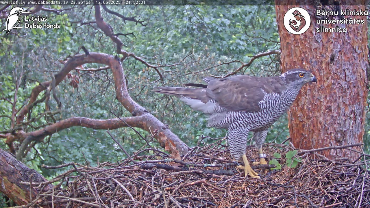 Vistu vanags (Accipiter gentilis) BKUS teritorijā – 2. ligzda 13-1-22 screenshot