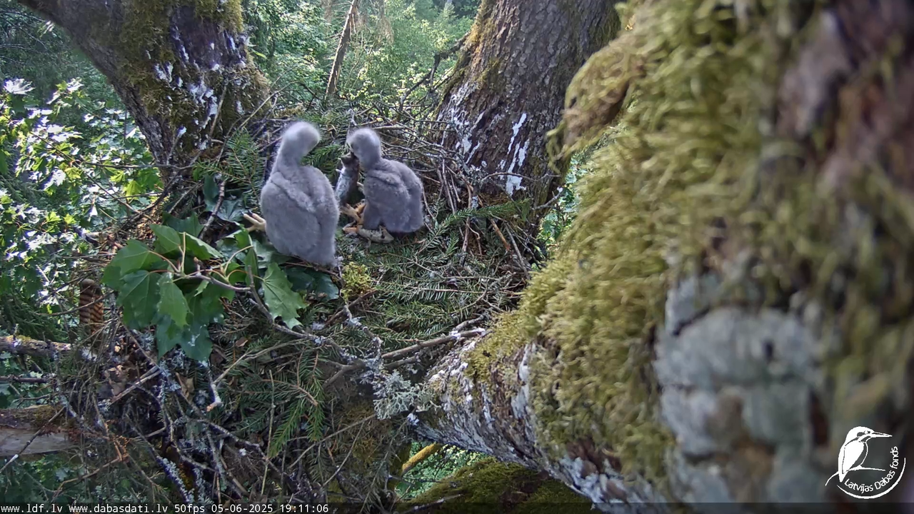 Melnās klijas (Milvus migrans) Kurzemē_ peļu klijāni (Buteo buteo) 16-28-16 screenshot