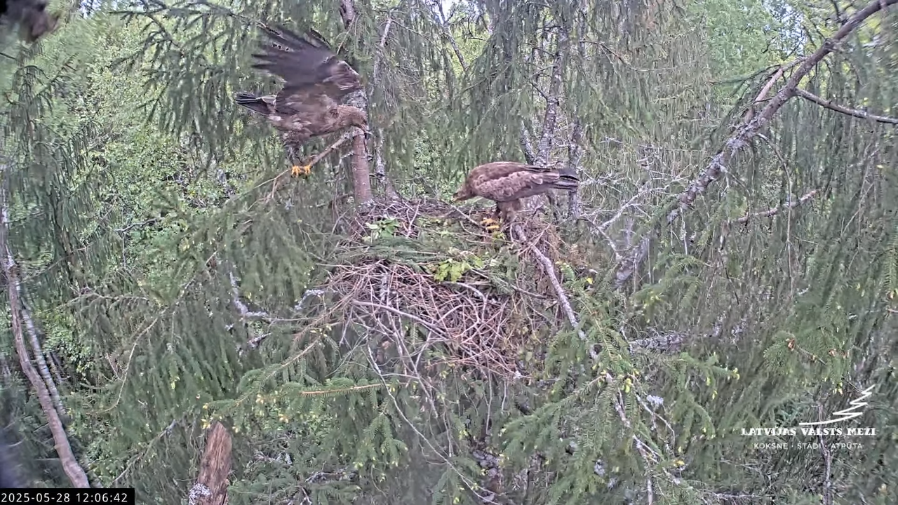 LVM mazais ērglis Lisiņa, egle2 – Lesser Spotted Eagle 11-30-2 screenshot