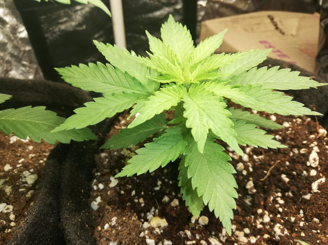 WhatsApp Image 2020-07-07 at 8.06.32 AM (3)