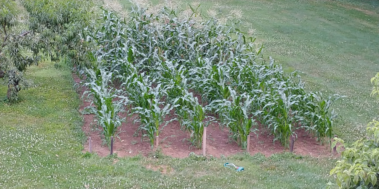 [Image: Corn-7-2-2022.jpg]