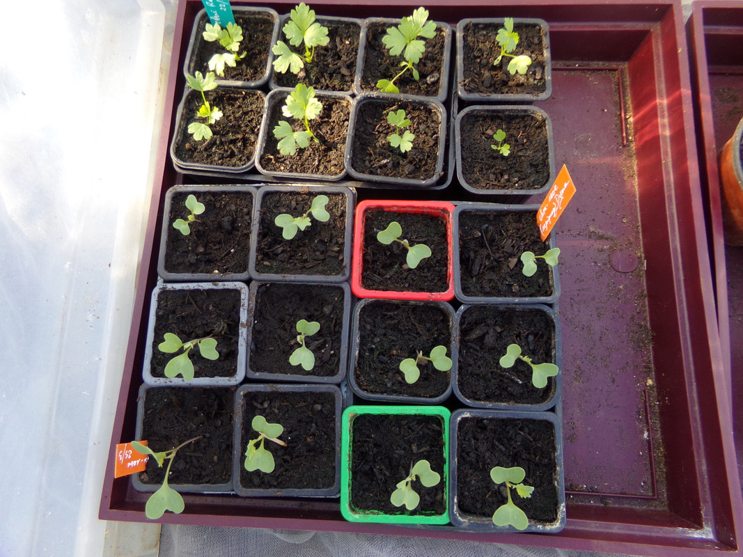 céleris-raves et choux-raves