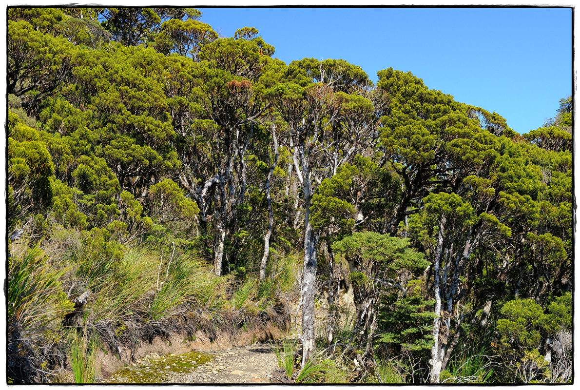 Paparoa NP: Paparoa Track (diciembre 2024) - Escapadas y rutas por la Nueva Zelanda menos conocida (29)