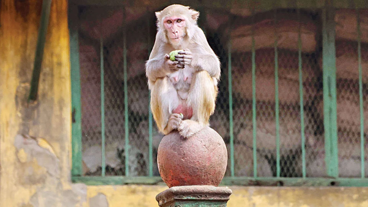 কংক্রিটের জঙ্গলে টিকে থাকার লড়াই