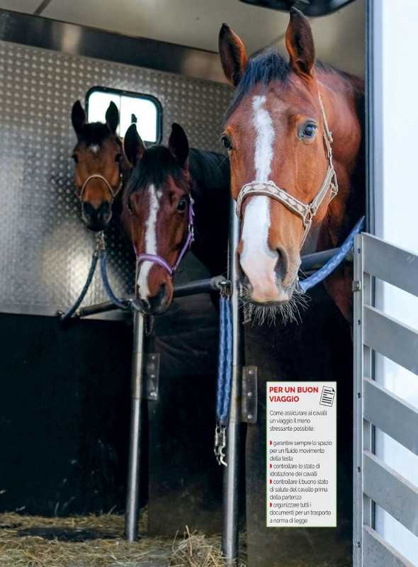 Il Mio Cav (Ago 2022) 10