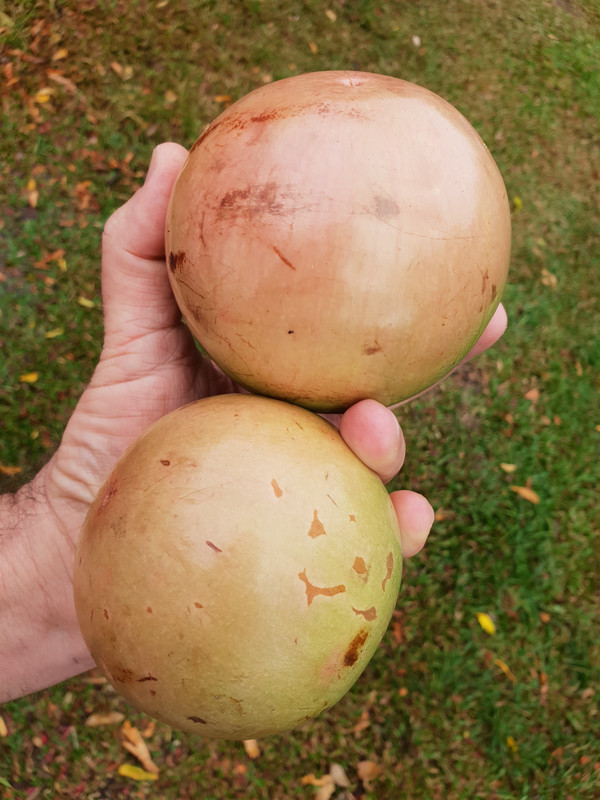 alva 9 sept