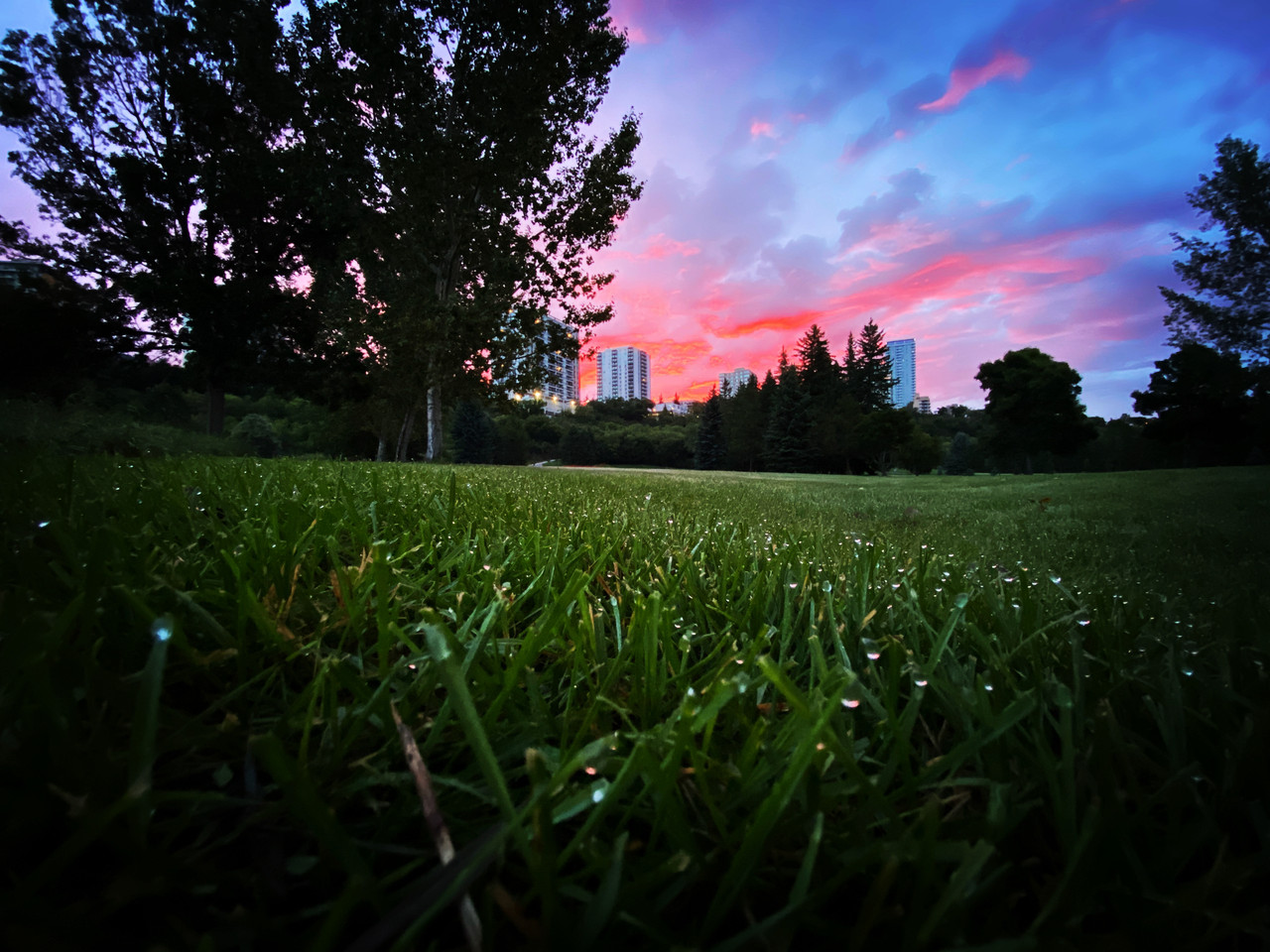 Professional irrigation technician inspecting a sprinkler head