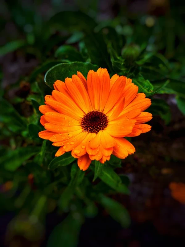 Calendula
