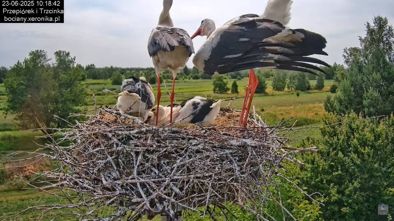 23062025bociany25