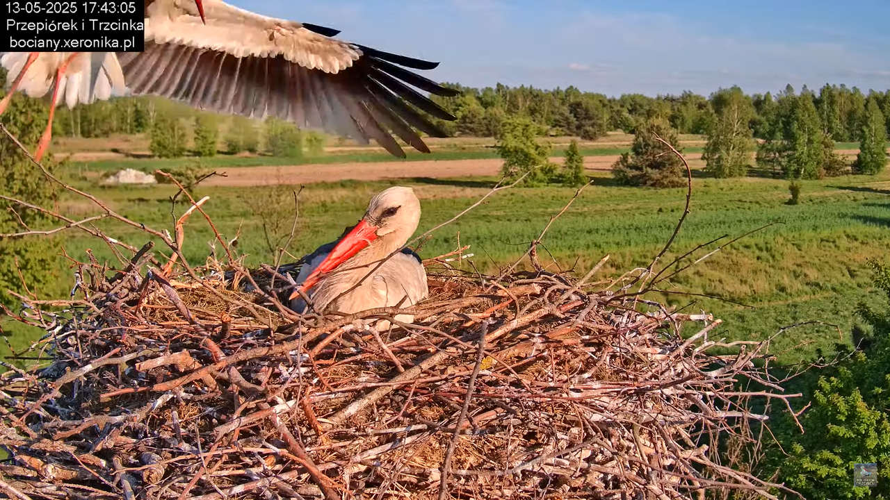 13052025bociany27
