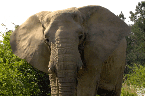 elephant-day-1.gif
