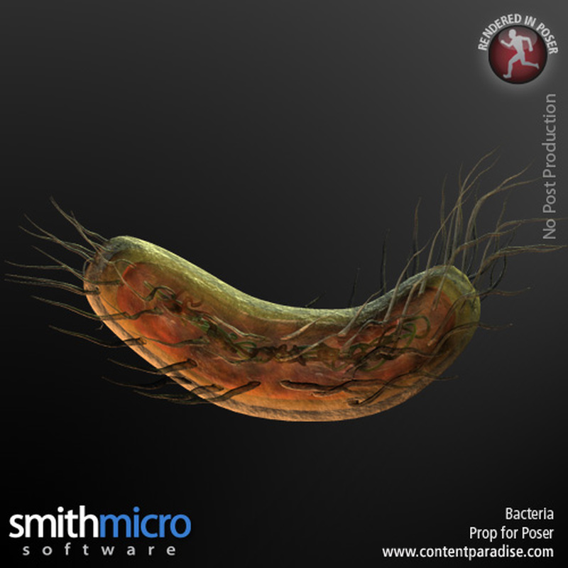 Bacteria Bacteria