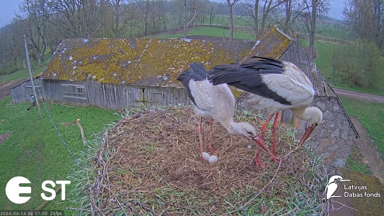 Baltie stārķi (Ciconia ciconia) Tukuma novadā - LDF tiešraide __ White storks in Tukums, Latvia 11-5