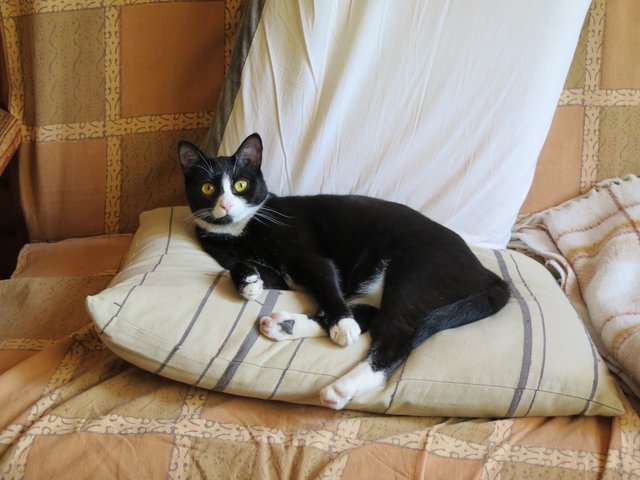 Slika