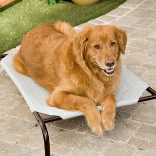 elevated dog bed