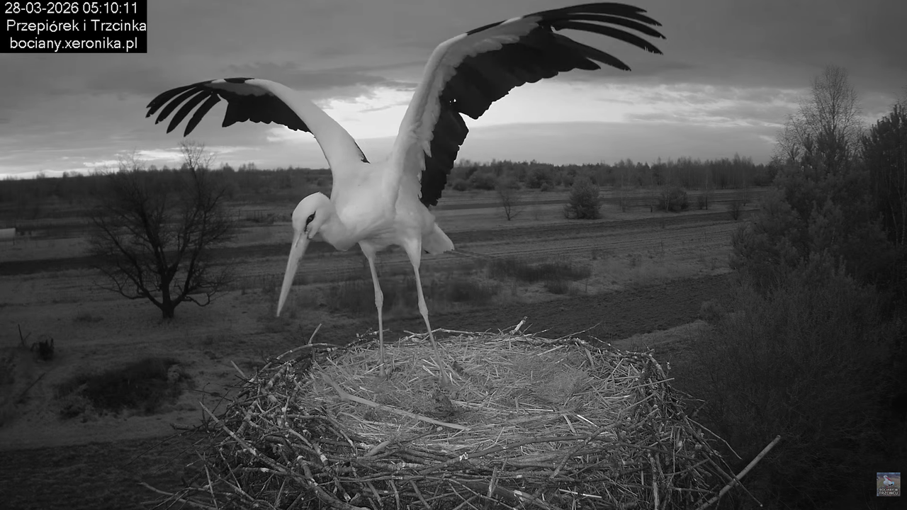 28032026bociany 1