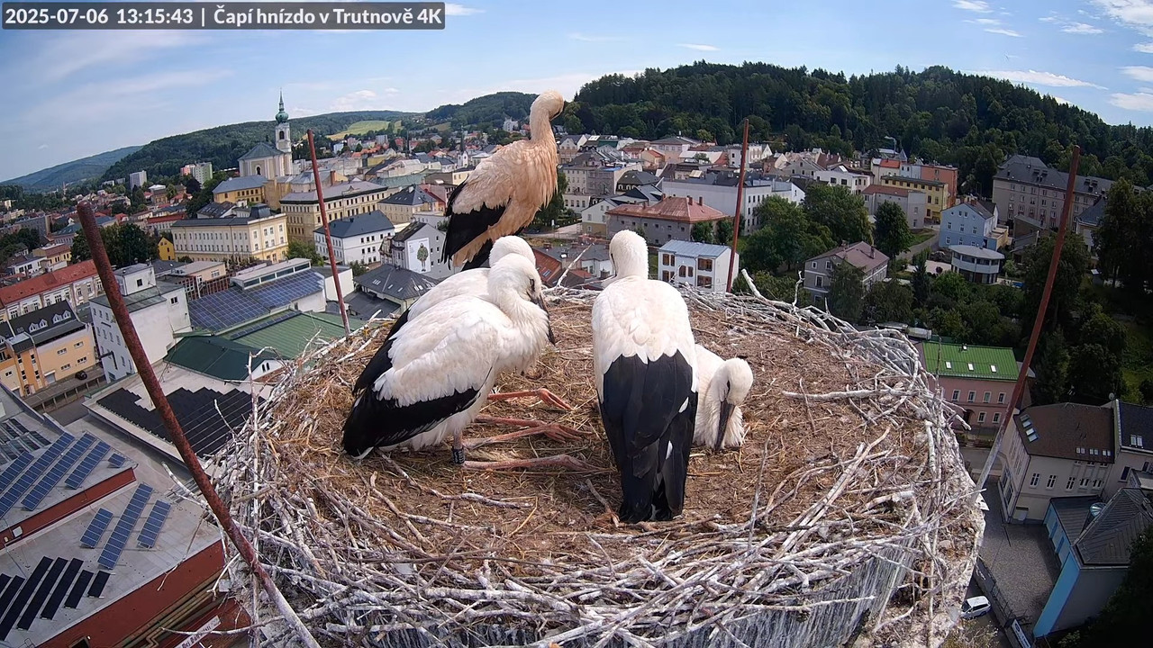 Tiešraide no stārķa ligzdas uz alus darītavas skursteņa Trutnovā 15-10-39 screenshot