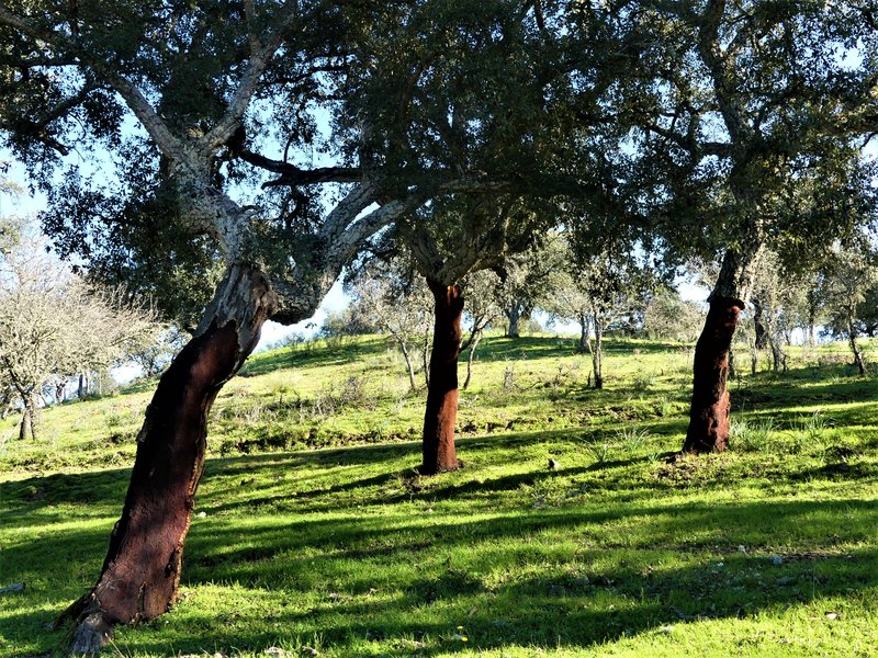 PARQUE NACIONAL DE MONFRAGÜE-2020/2023 - EXTREMADURA Y SUS PUEBLOS -2010-2023 (149)