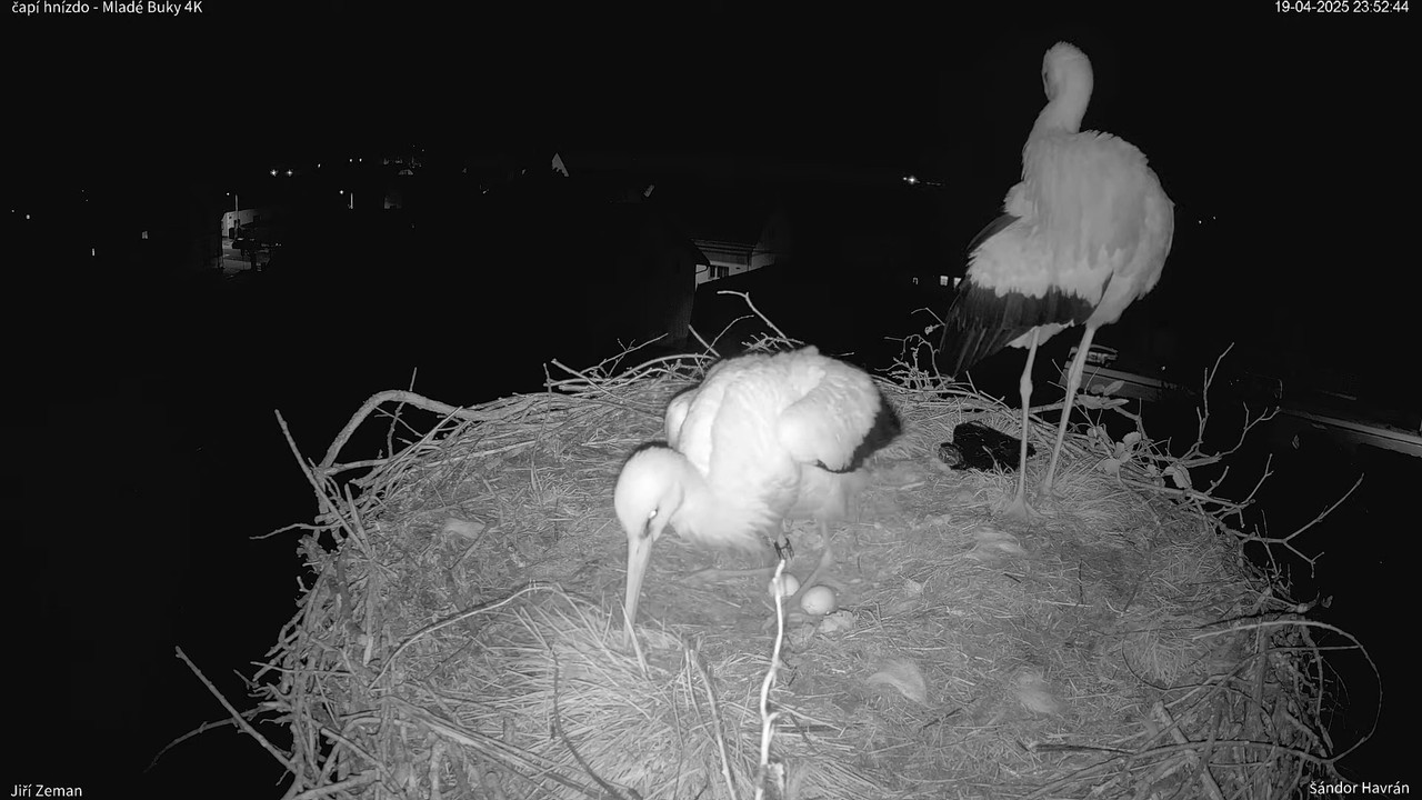 Tiešraides kamera — Mladé Buky — stārķa ligzda 4K 6-17-44 screenshot
