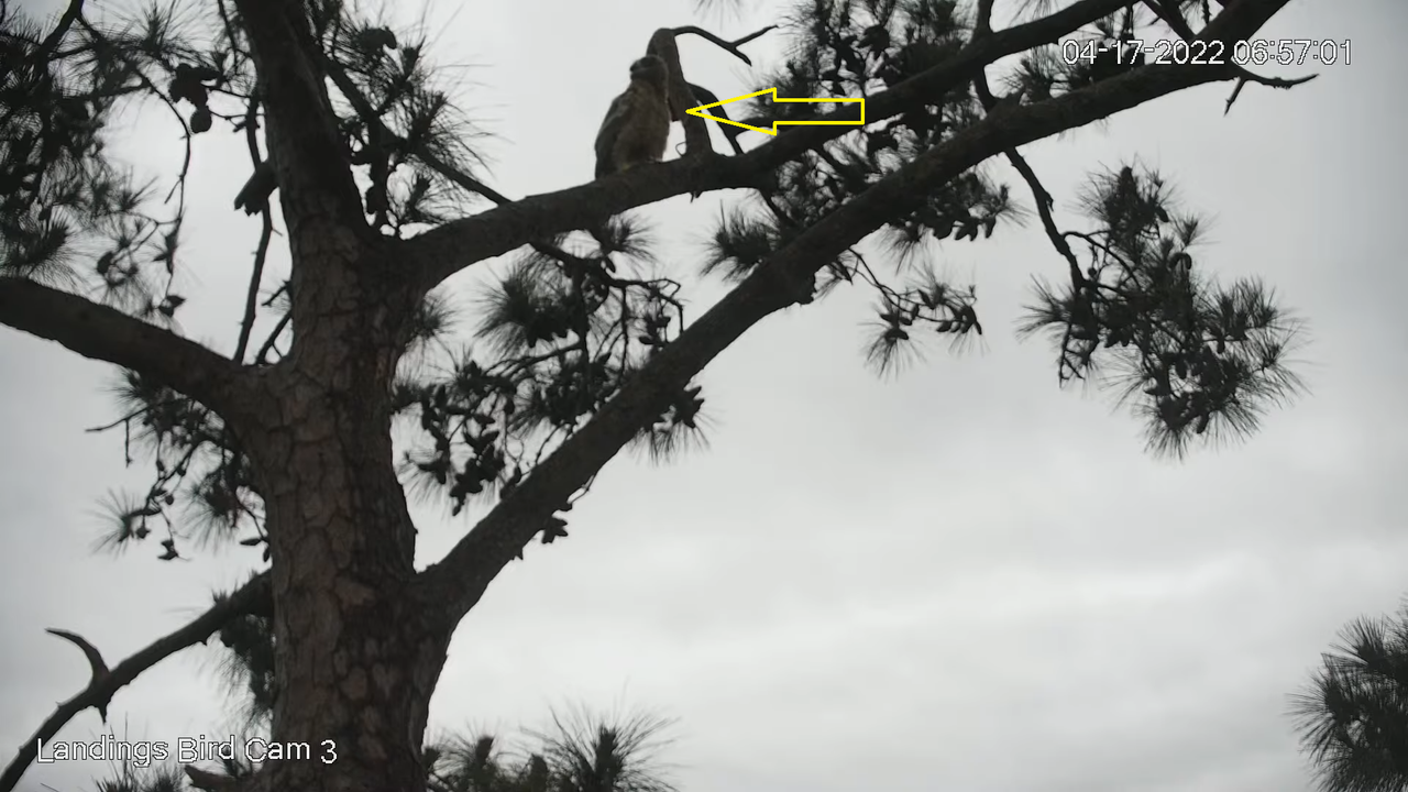 Live! Savannah Great Horned Owls (Cam 3 PTZ) _ Cornell Lab & Skidaway Audubon 12-53-52 screenshot