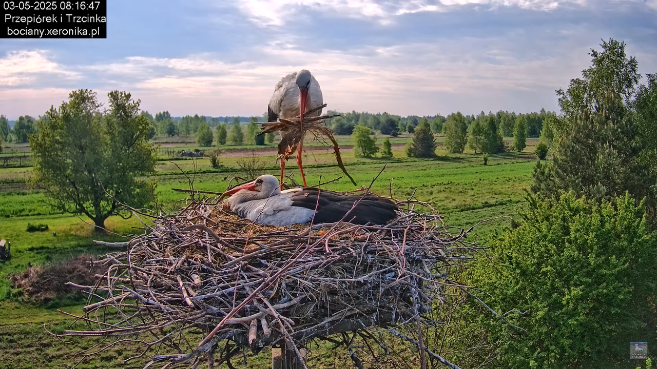 03052025bociany9