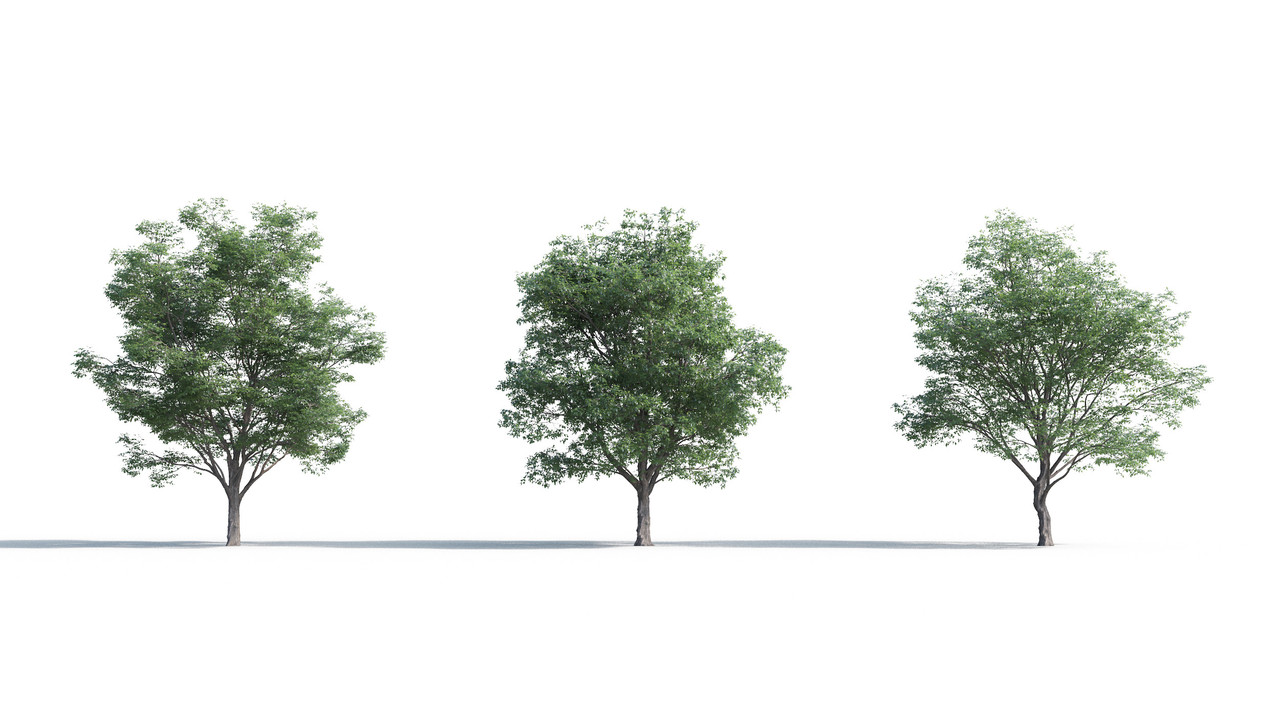 TV-cay_3dsmax_tailieukientruc (1)