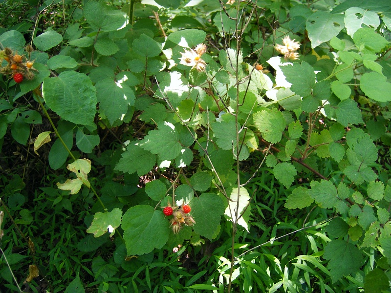 Wild-Raspberries.jpg