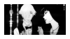 Death Parade