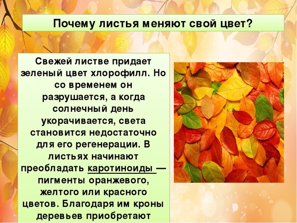 Разгадка загадки почему листья деревьев желтеют и опадают осенью